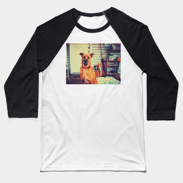 Black mouth cur dog. Baseball T-Shirt by Nalidsa